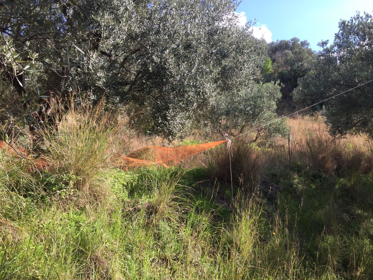 Vendita Rustico/Casale/Corte Amantea