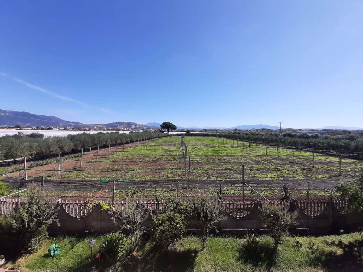 Terreno Agricolo in Vendita Montecorvino Pugliano