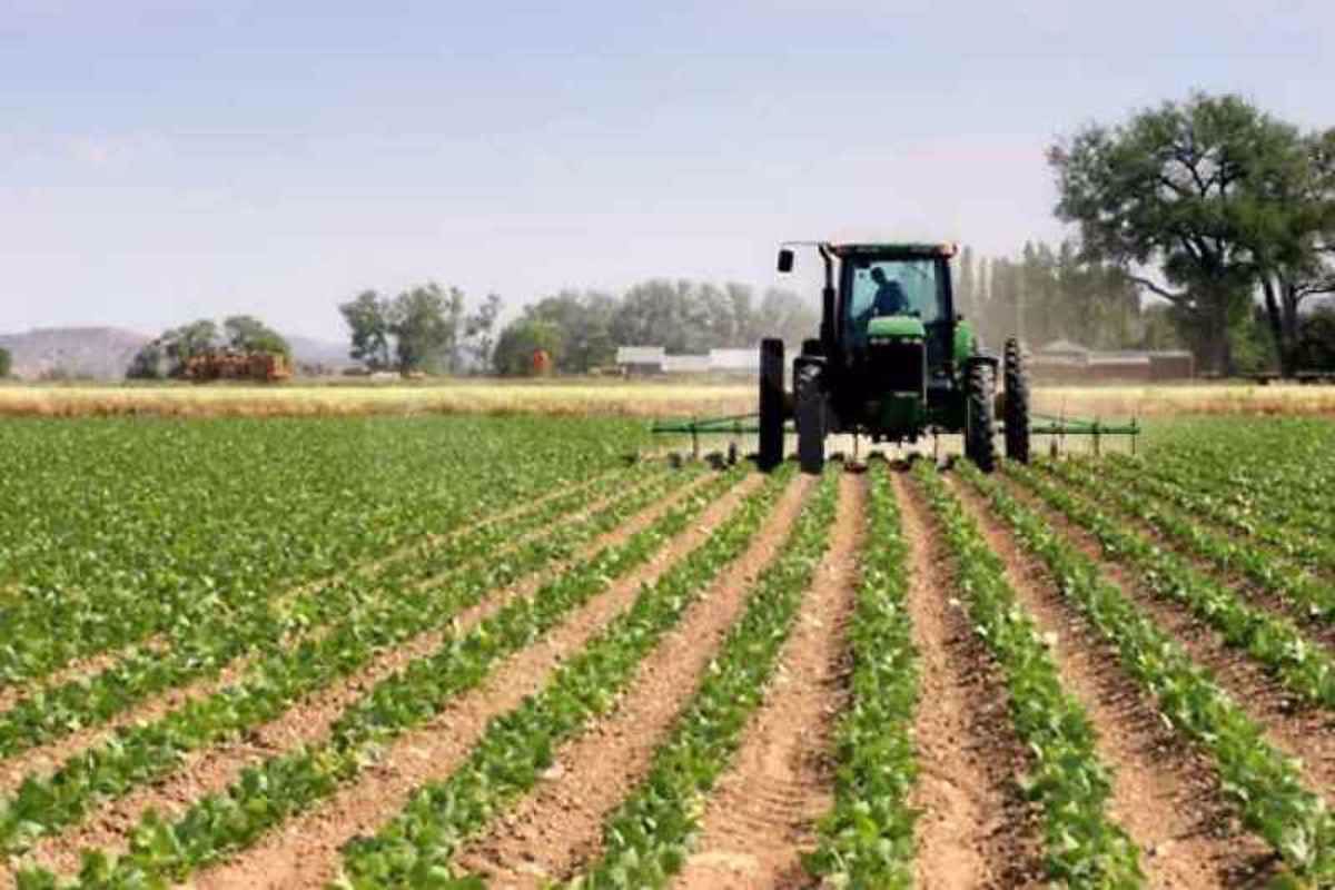 Terreno Agricolo in Vendita Piove di Sacco