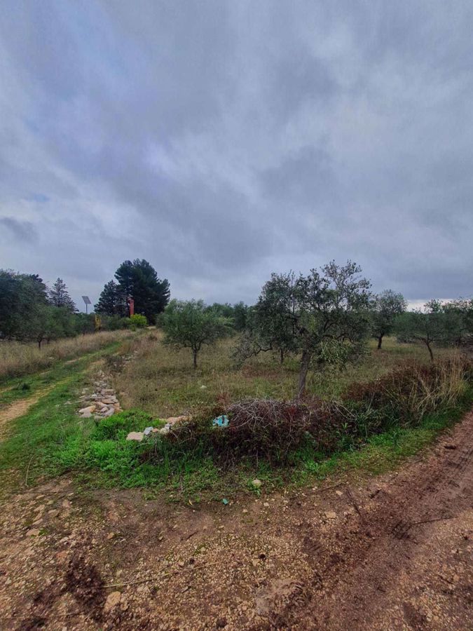 Terreno Agricolo in Vendita Ruvo di Puglia