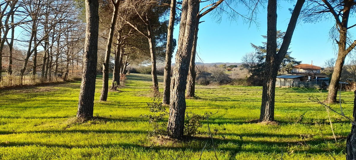 Terreno Agricolo in Vendita Manziana