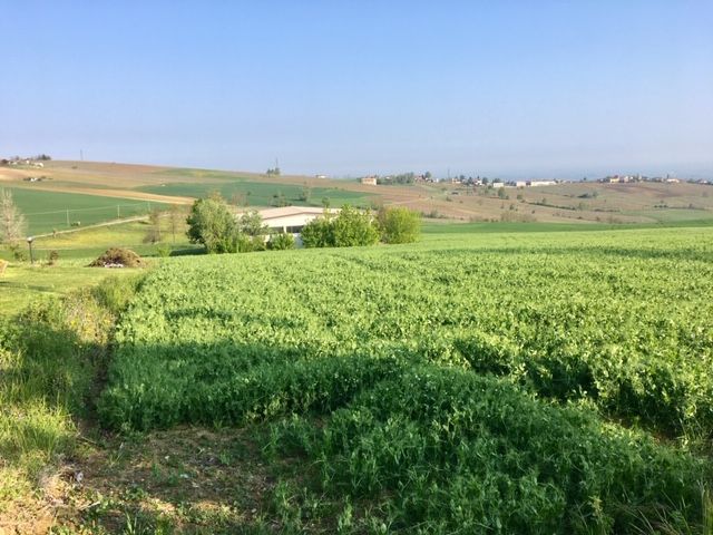 Terreno Agricolo in Vendita Borgonovo Val Tidone