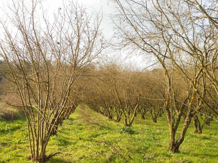 Terreno Agricolo in Vendita Civita Castellana