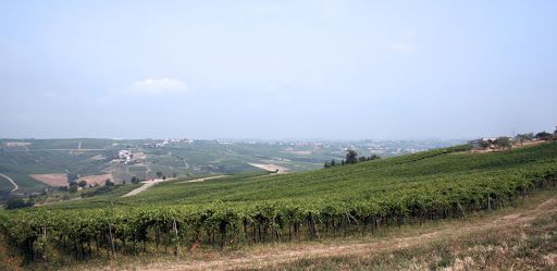 Terreno Agricolo in Vendita Ziano Piacentino