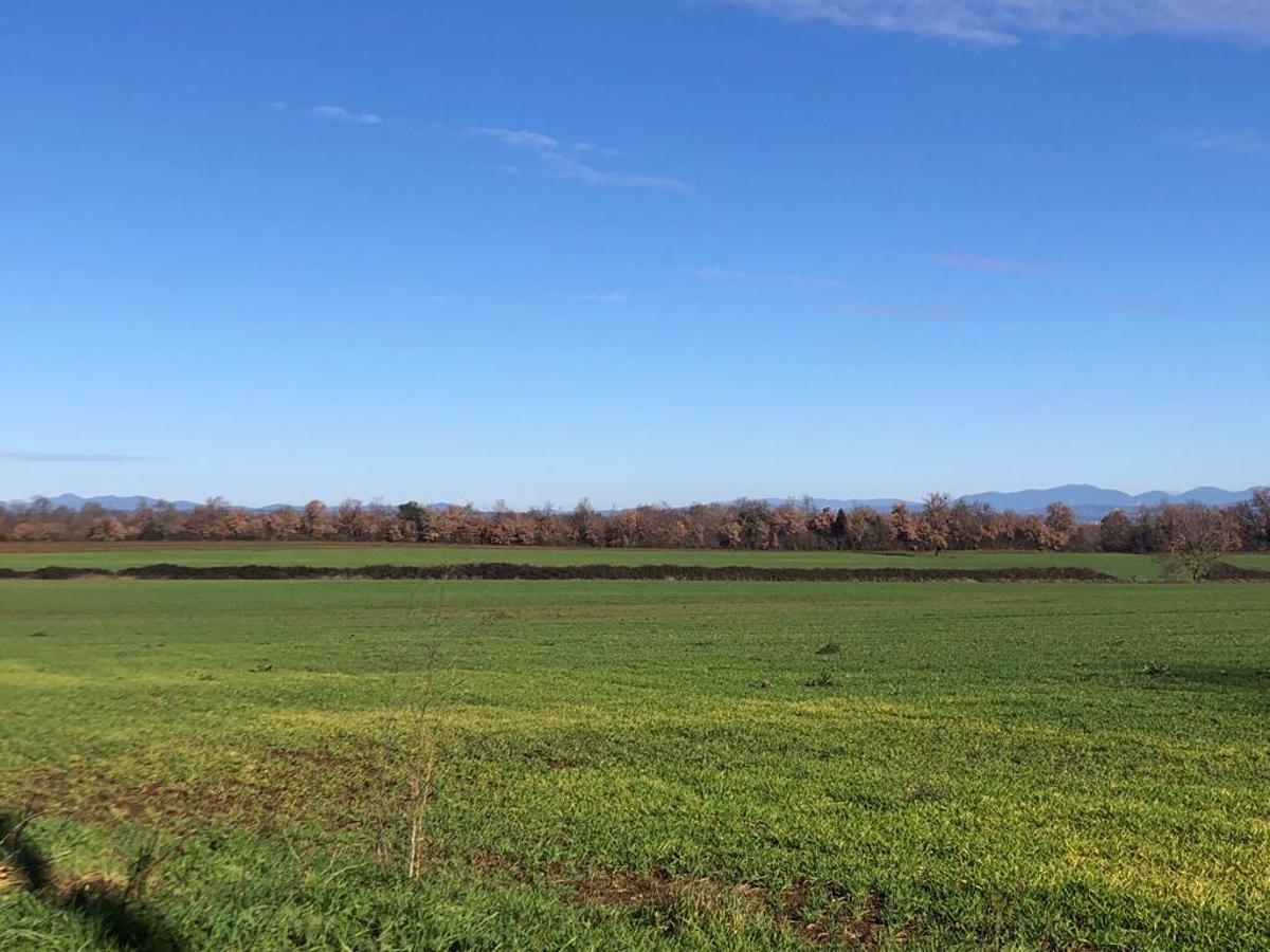 Terreno Agricolo in Vendita Civita Castellana