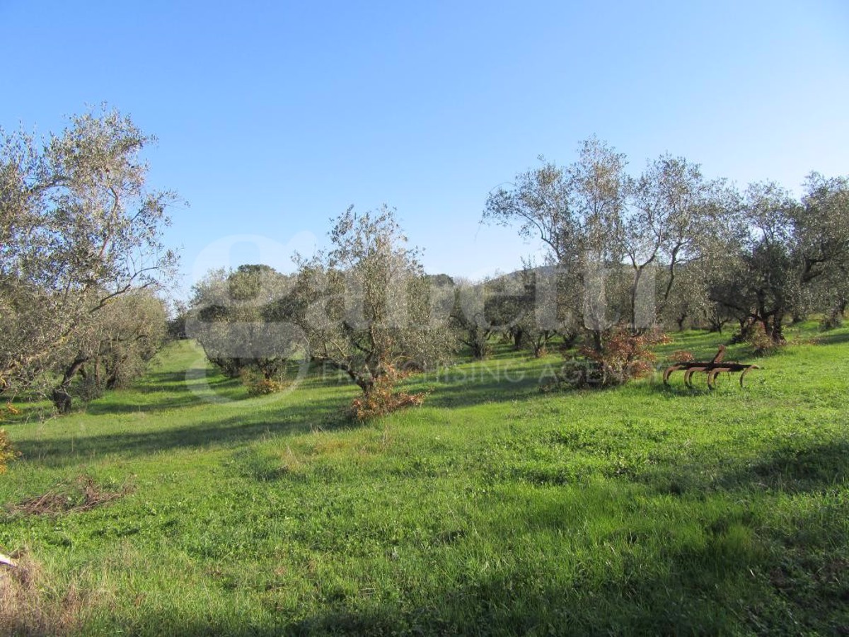 Vendita Terreno Agricolo Gavorrano