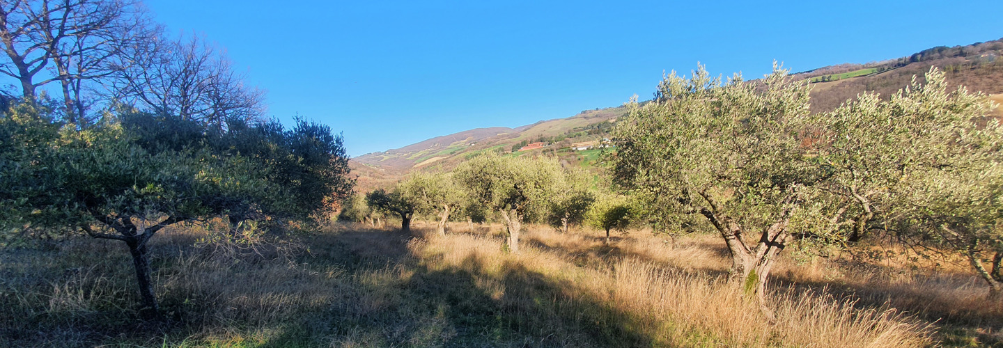 Terreno Agricolo in Vendita Assisi
