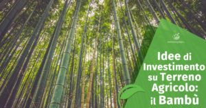 Idee di Investimento su Terreno Agricolo: il Bambù