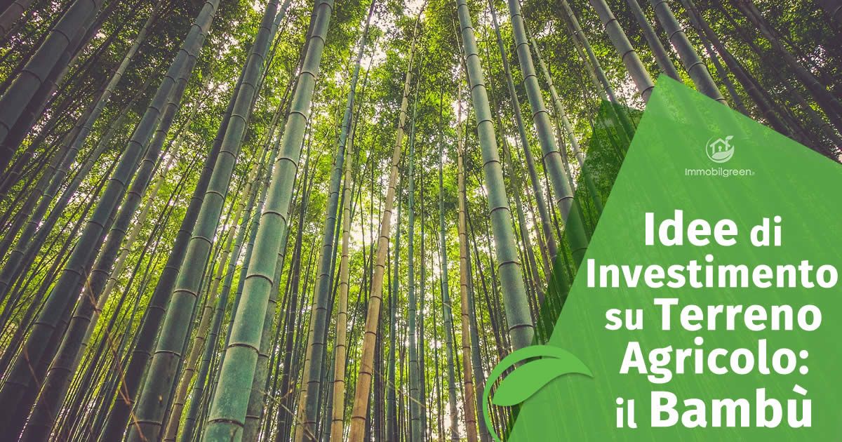 Idee di Investimento su Terreno Agricolo, il Bambù