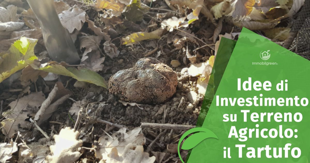 Idee di investimento su terreno agricolo, il Tartufo